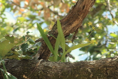 Encyclia rzedowskiana, photograph (c) Carlos Domínguez-Rodríguez, some rights reserved (CC BY)