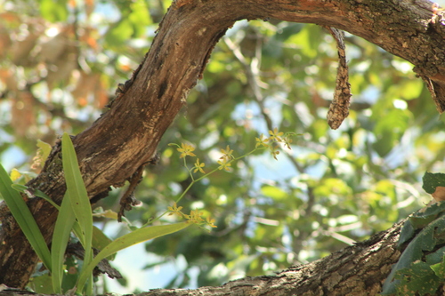 Encyclia rzedowskiana, photograph 3