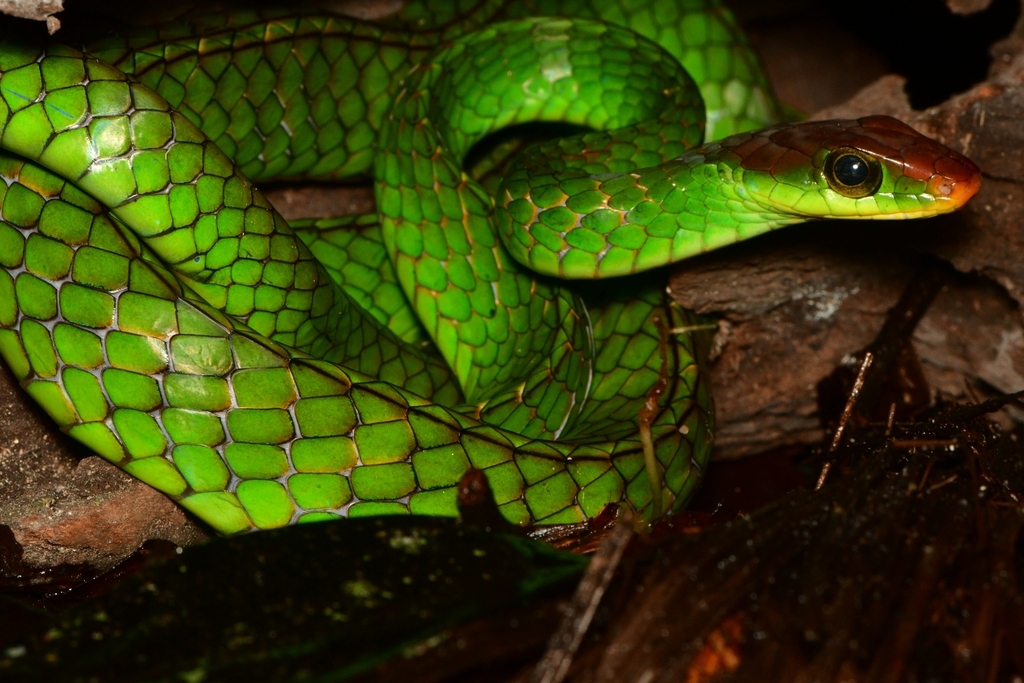 Yellow-Headed Sipo