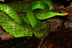 Yellow-Headed Sipo photo 1