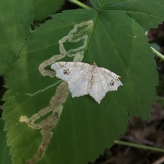 Macaria notata