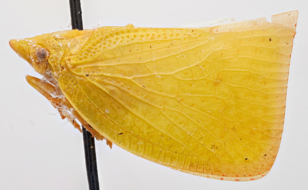 Colgar surrectum (Colgar surrectum)