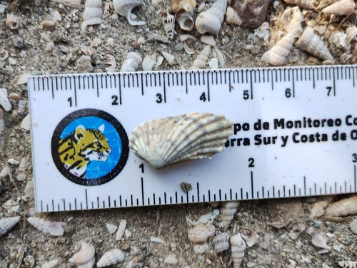 Carditamera radiata observed 2025-02-01