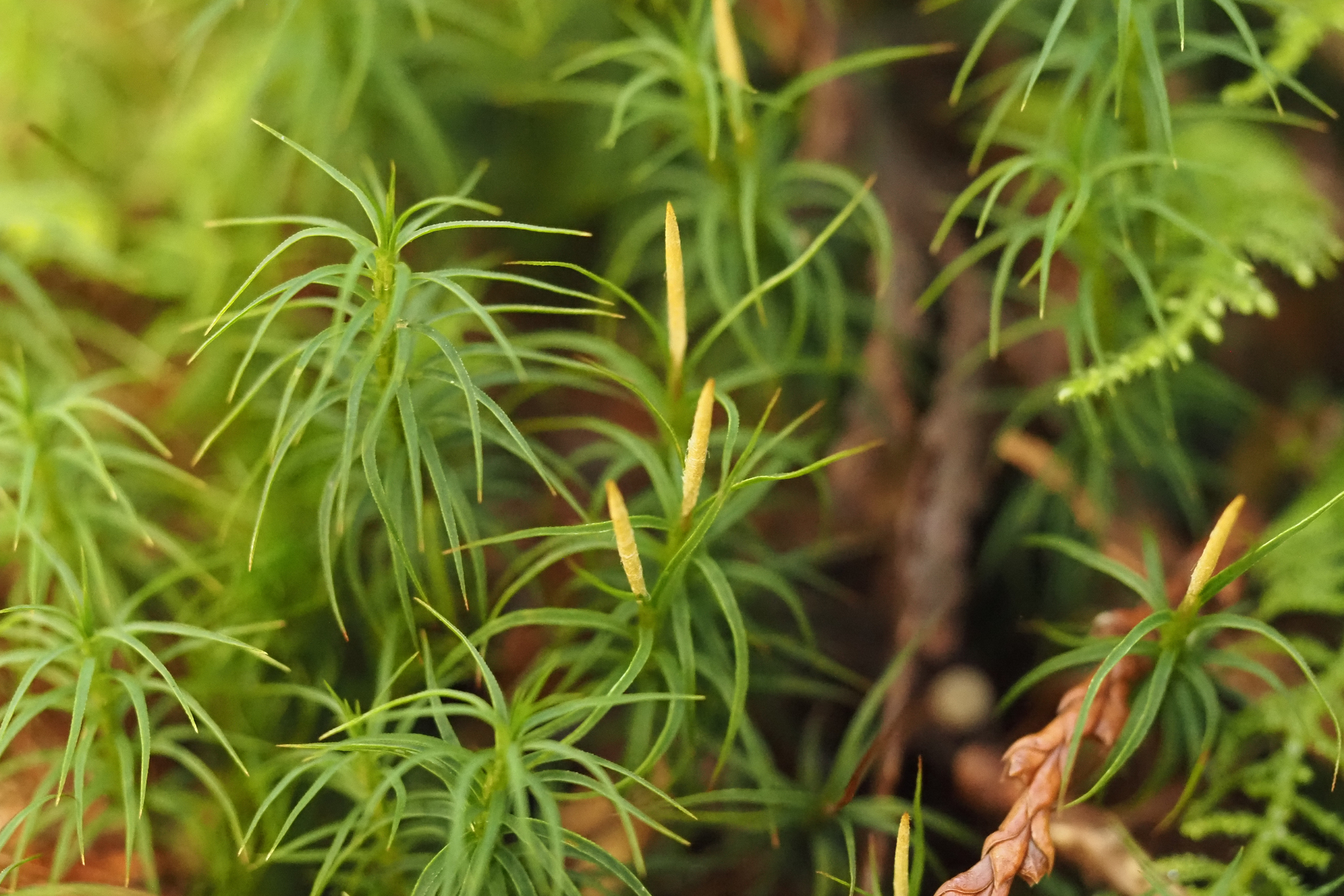 Polytrichastrum alpinum