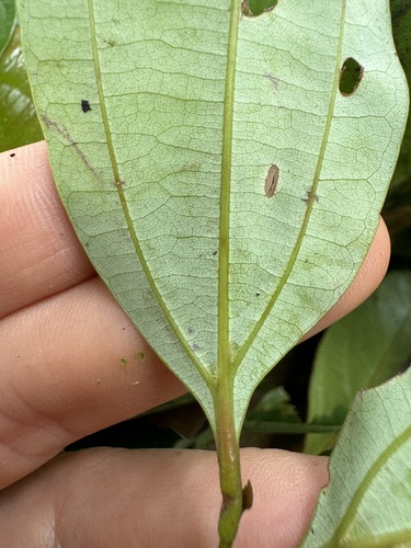 Cryptocarya grandis, 2025-02-08