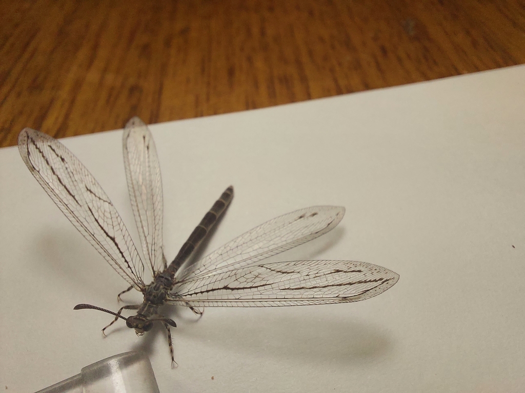 Escura nigrosignata