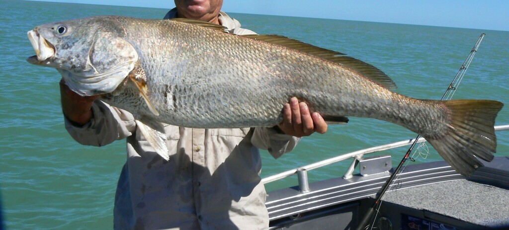 Blackspotted croaker (Protonibea diacanthus) — Sciaenidae