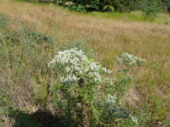 Eupatorium hyssopifolium