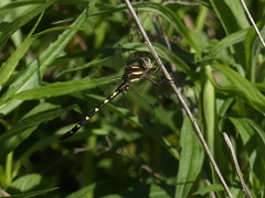 Cordulegaster bilineata
