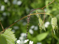 Cordulegaster bilineata