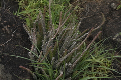 Caralluma