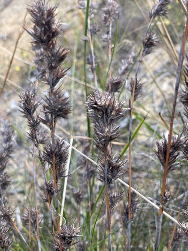 Schoenus villosus, 2025-02-01