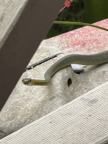 Common Tree Snake sighting