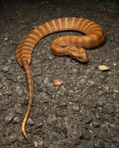 Northern Death Adder