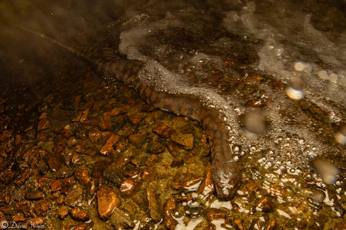 Arafura File Snake sighting