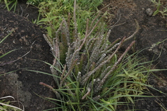 Caralluma