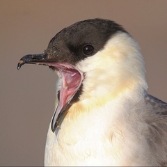 Long-Tailed Jaeger photo 3