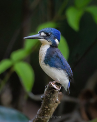 Little Kingfisher photo 1