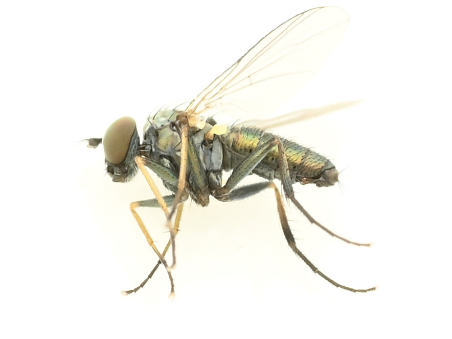 Asyndetus beijingensis