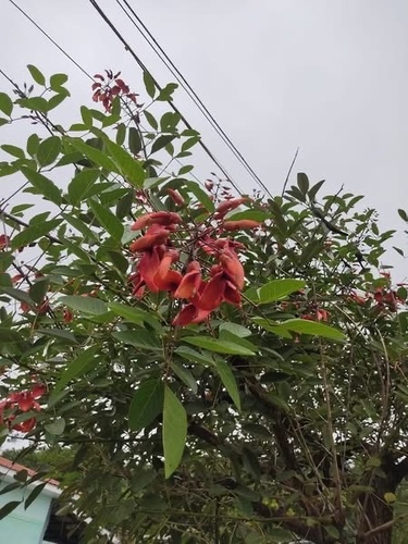 Cockspur coral tree
