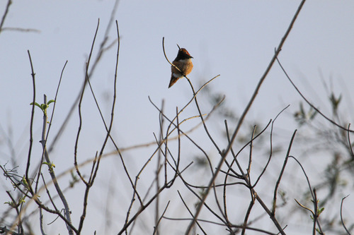 iNaturalist observation photo of Allen's Hummingbird