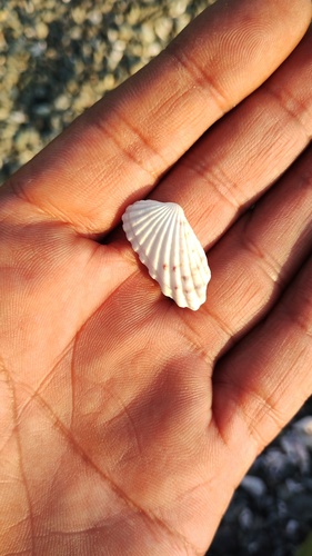 Carditamera radiata observed 2025-01-31