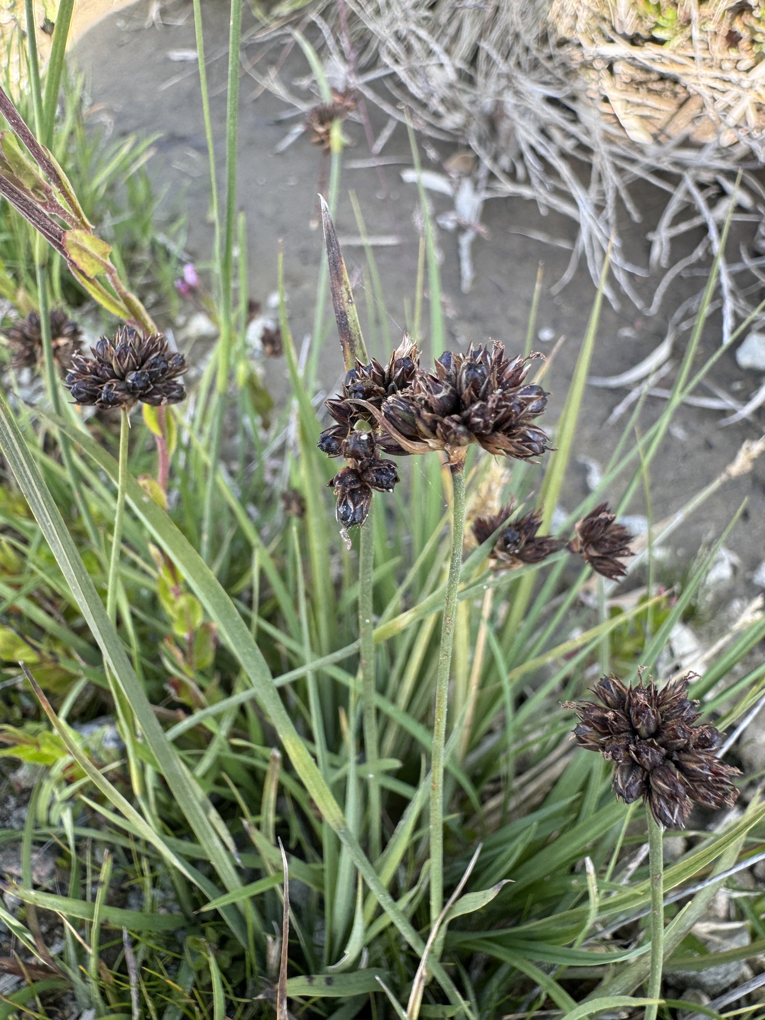 Juncus falcatus