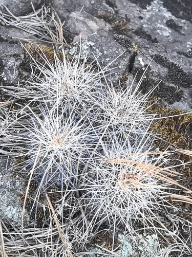 Image of Echinocereus polyacanthus by no rights reserved