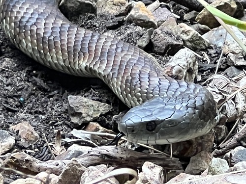 Tiger Snake sighting