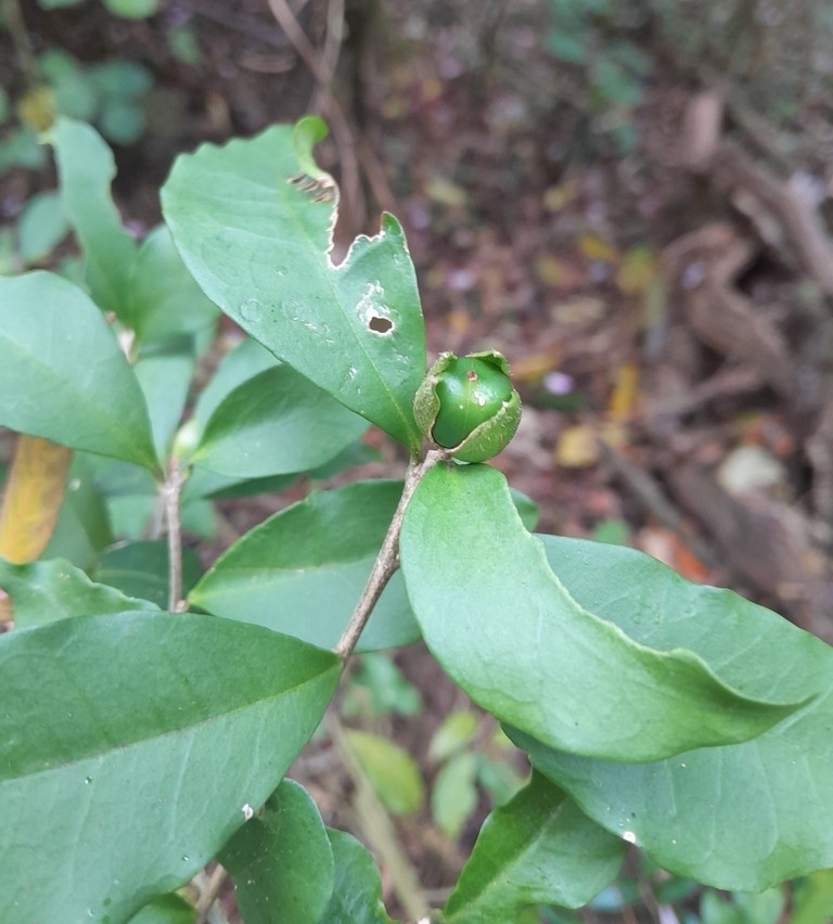 Brunfelsia Pauciflora (Brunfelsia pauciflora)