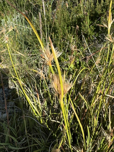 Carpha nivicola, 2025-01-22