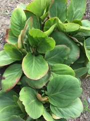 Bergenia