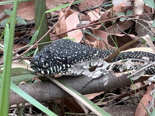 Diamond Python sighting