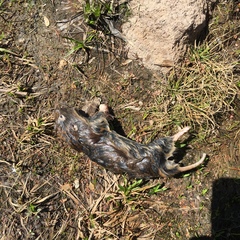Thomomys monticola
