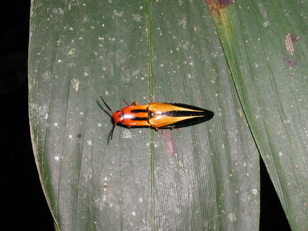 Genus Semiotus · iNaturalist