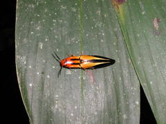 Semiotus lafertei