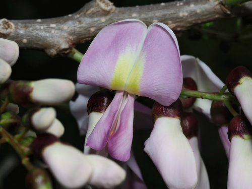 Gliricidia sepium - Leaves