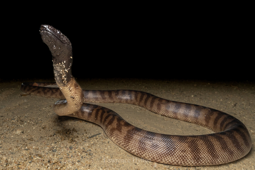 Black-headed Python sighting