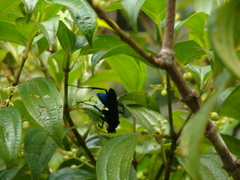 Pepsis ruficornis