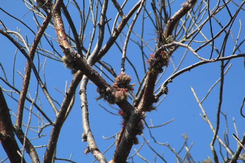 Foto de Cabelo de louco