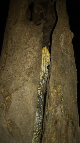 Clouded Monitor, MFPV+CQV, Hai Sok, Ban Phue District, Udon Thani 41160, Thailand, photo 10 of 10