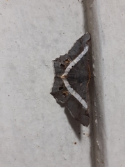 Chiasmia nora