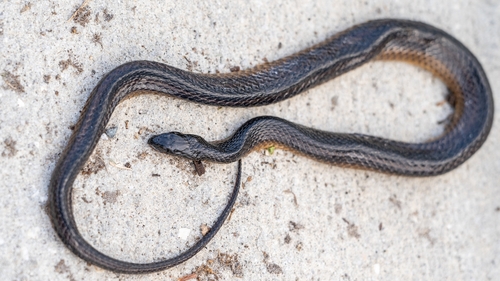 Striped Swampsnake