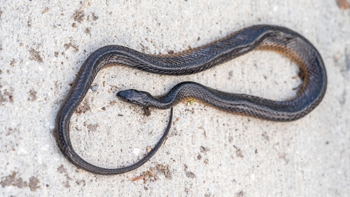 Striped Swampsnake