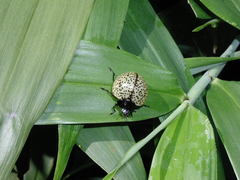 Aegithus burmeisteri