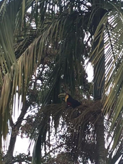 Ramphastos dicolorus