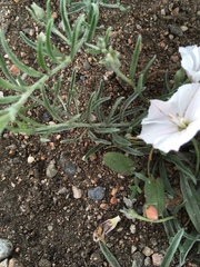 Convolvulus ammannii