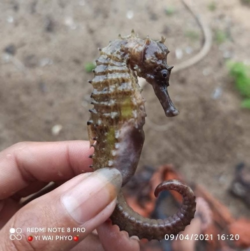 Queensland Seahorse