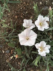 Convolvulus ammannii