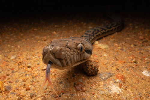 Australian Scrub Python sighting